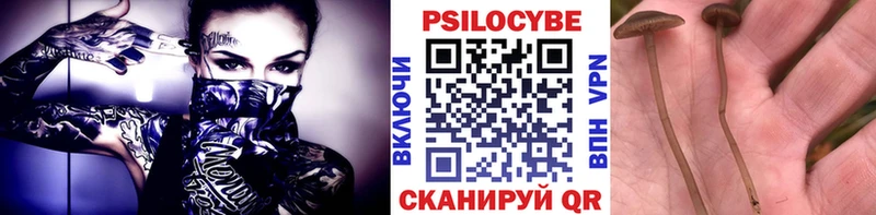 сколько стоит  Балашов  Псилоцибиновые грибы Psilocybine cubensis 